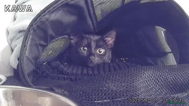 Domestic Shorthair cats Loving Home Needed for Fully Vaccinated Cat - Advert 1