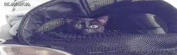 Domestic Shorthair cats for sale: Loving Home Needed for Fully Vaccinated Cat - Advert 1