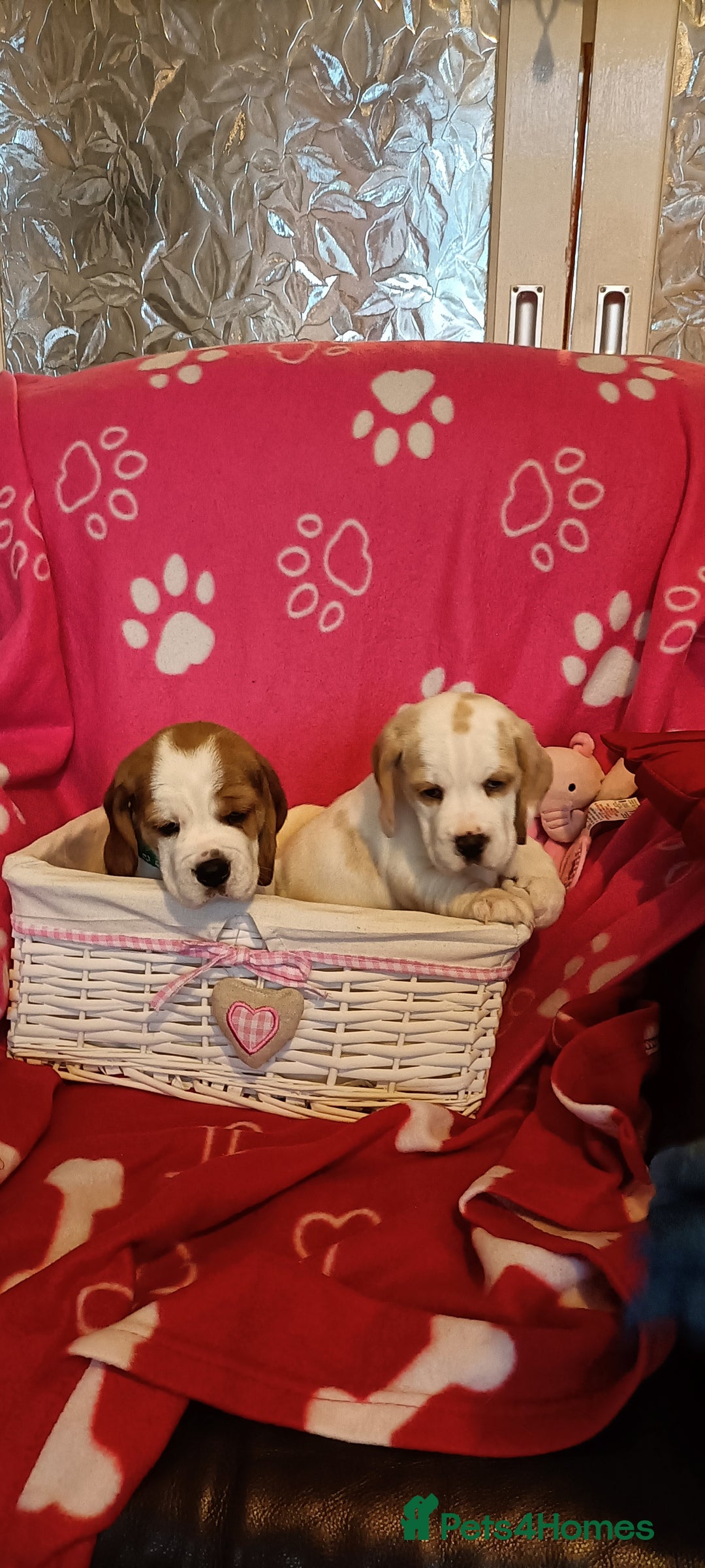 Beagle dogs for sale: Beautiful beagle puppies  - Image 3