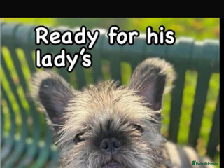 French Bulldog dogs FROODLE - Advert 1