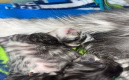Maine Coon cats for sale: Maine coon cross  - Image 7