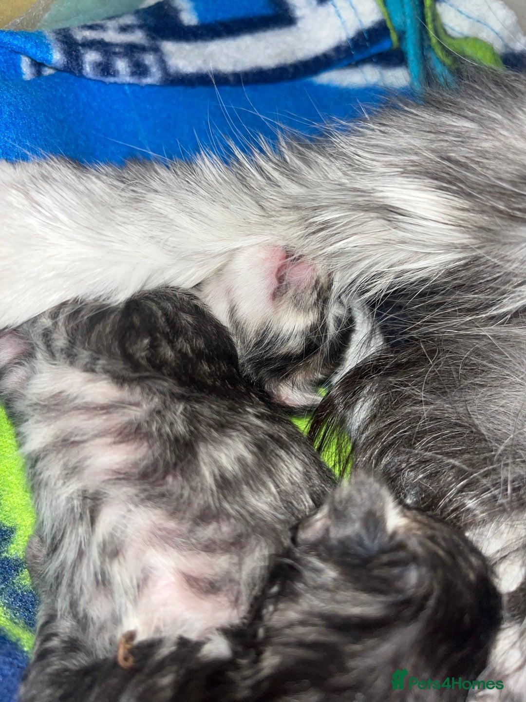 Maine Coon cats for sale: Maine coon cross  - Image 7