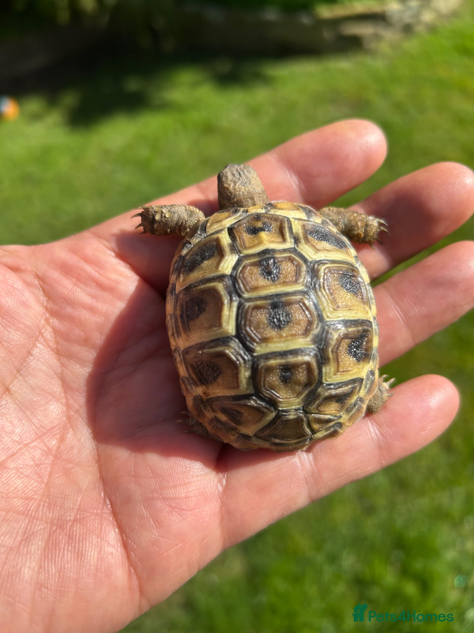 Hermann Tortoise reptiles Baby Herman’s  - Advert 1