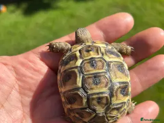 Hermann Tortoise reptiles Baby Herman’s - Advert 1