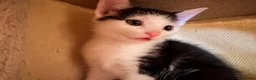 Domestic Shorthair cats for sale: STILL AVAILABLE- 2 black and white kittens  - Advert 22