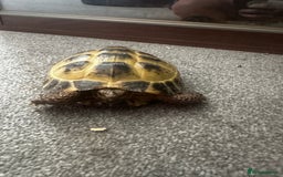 Tortoise reptiles for sale: Horsefield tortoise - Image 4
