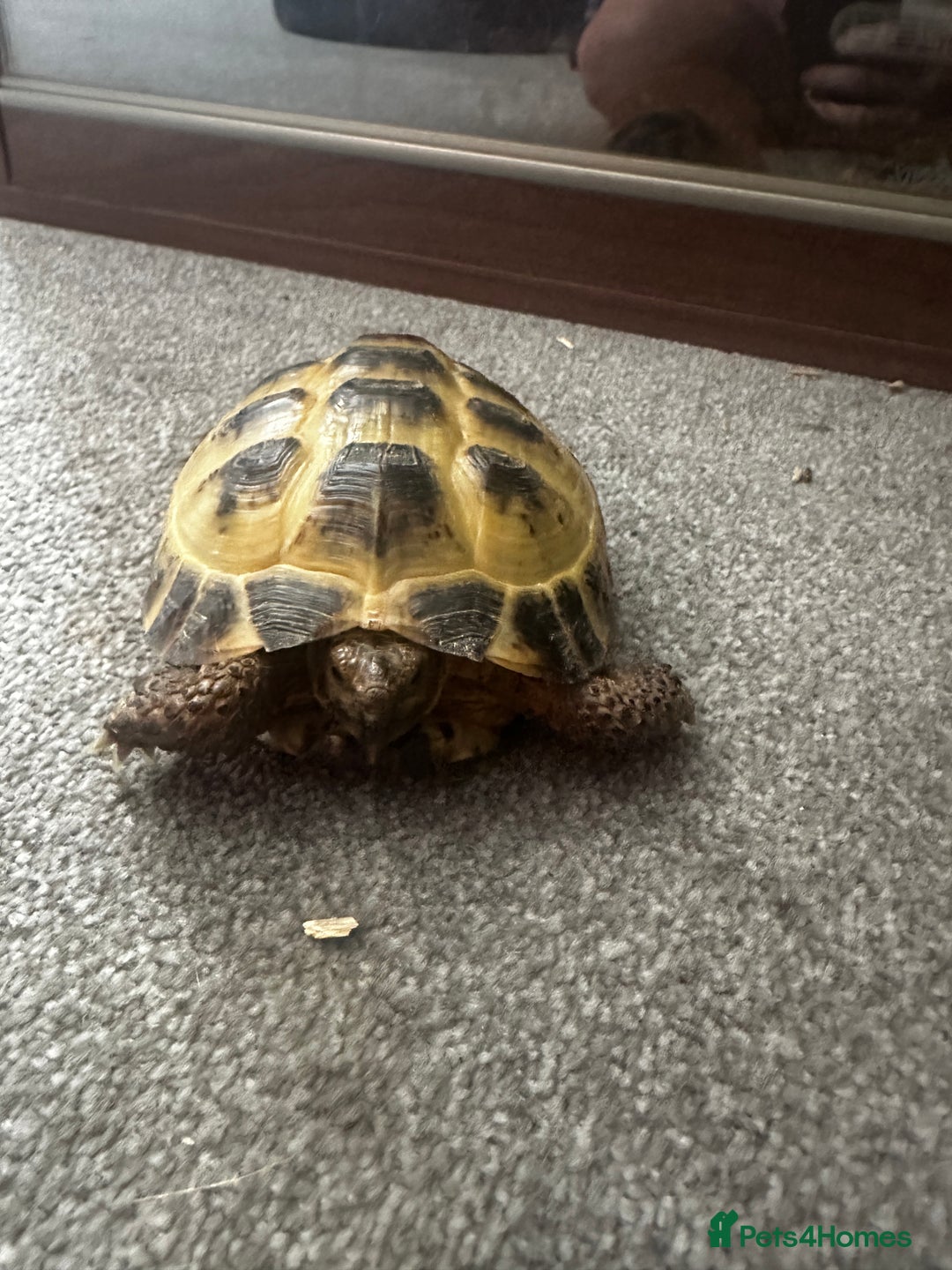 Tortoise reptiles for sale: Horsefield tortoise - Image 4