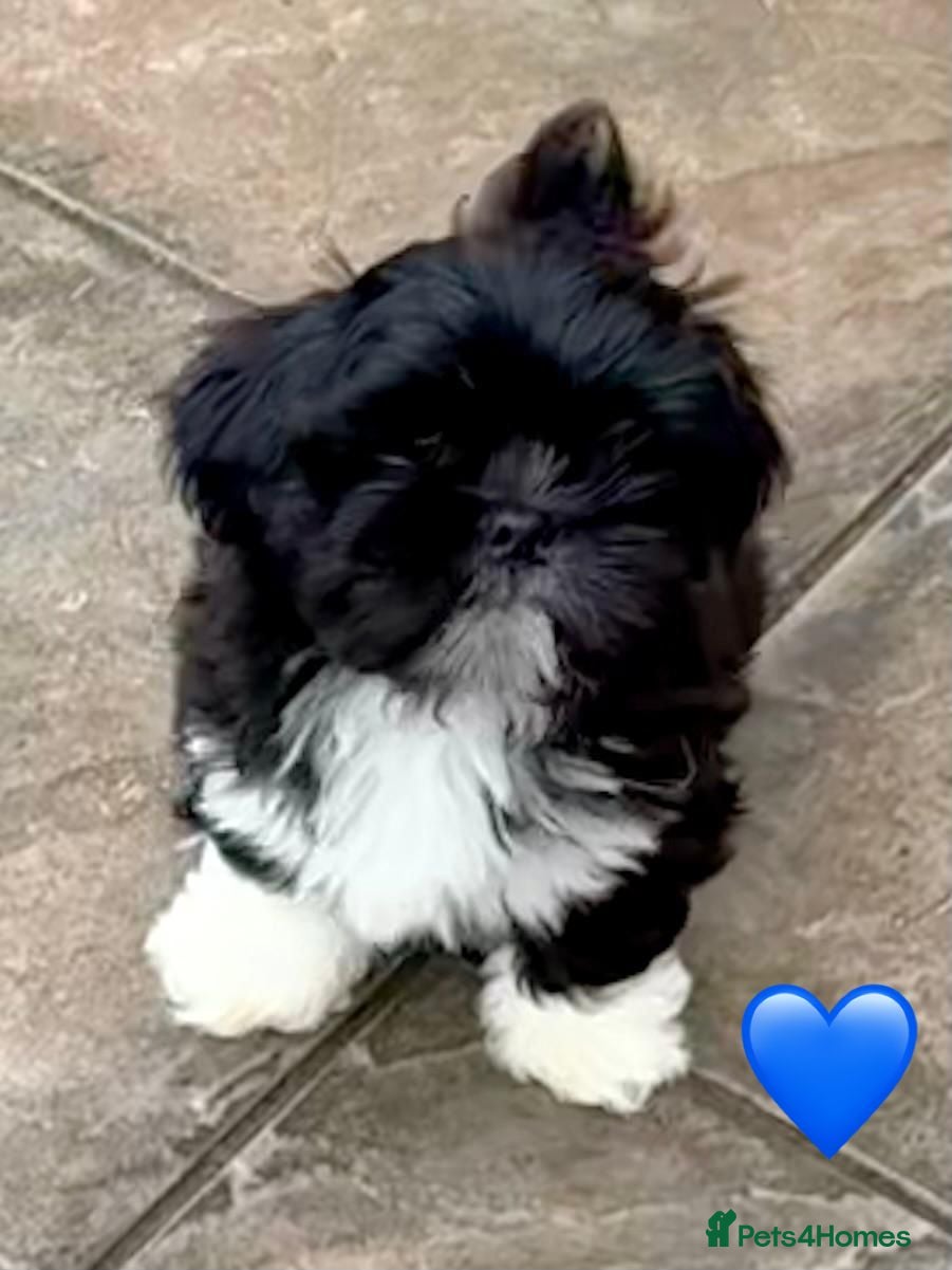 Lhasa Apso dogs One Beautiful Little Boy RKC reg. GPRA Clear - Advert 13