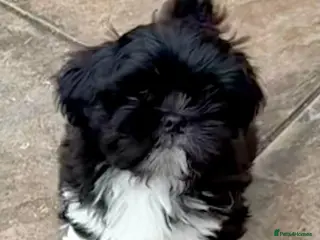 Lhasa Apso dogs One Beautiful Little Boy RKC reg. GPRA Clear - Advert 13