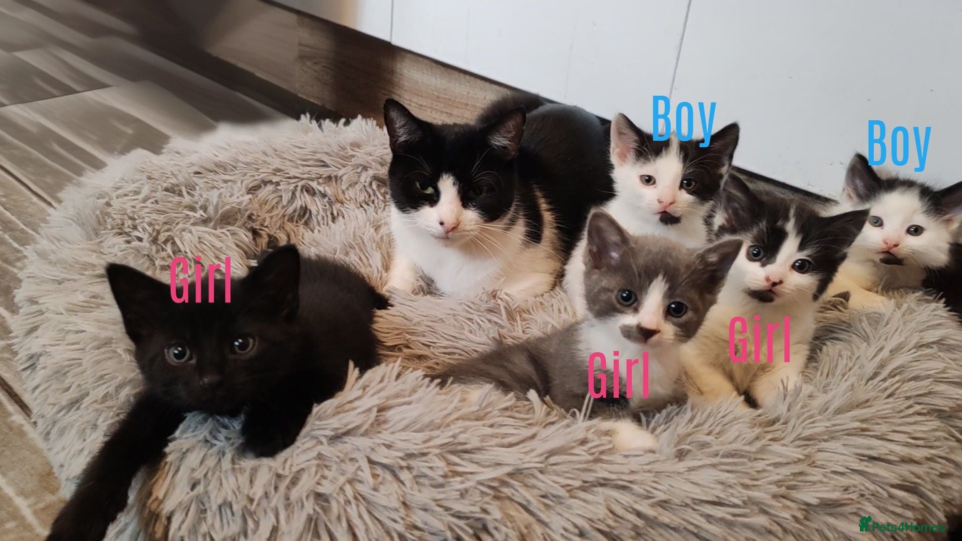 Mixed Breed cats Kittens  - Advert 1