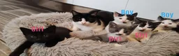 Mixed Breed cats for sale: Kittens  - Advert 1