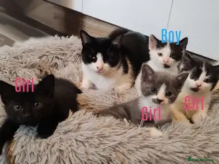 Mixed Breed cats Kittens - Advert 2