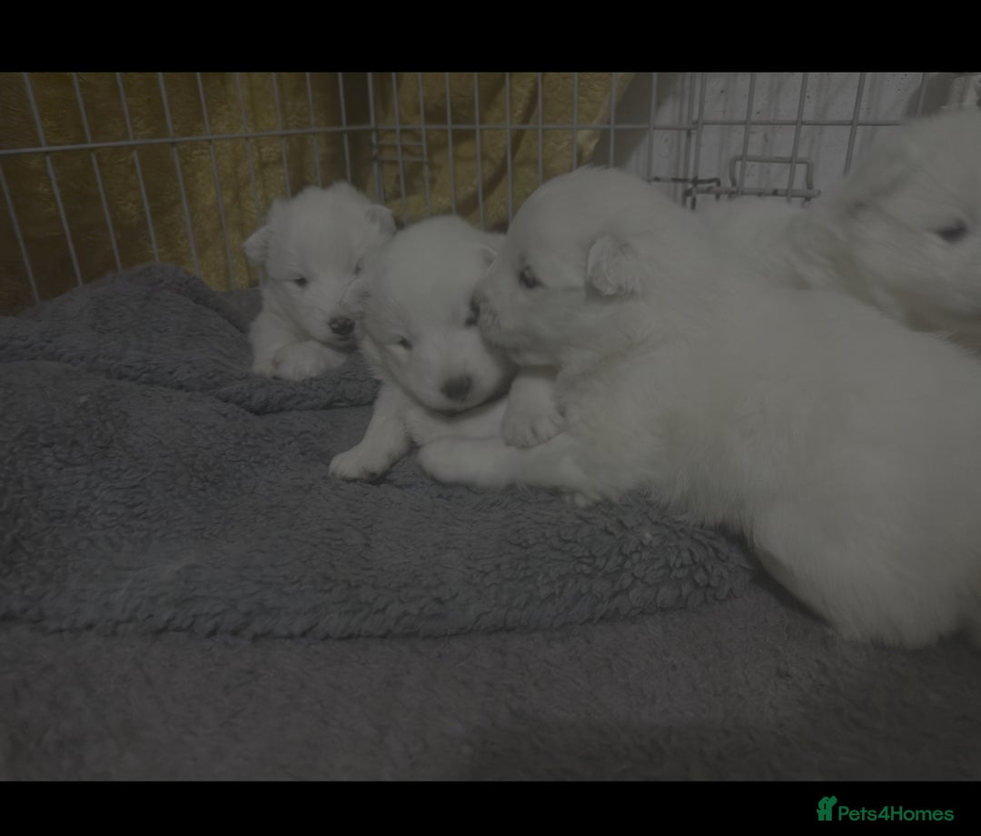 Samoyed dogs for sale: Adorable 6 Samoyed Puppies Waiting Forever Homes - Advert 33