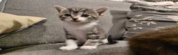 Mixed Breed cats for sale: 6 kittens for sale  - Advert 5
