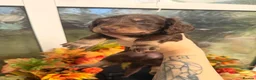 Miniature Dachshund dogs for sale:  LAST BOY!  miniature daschund - Advert 9