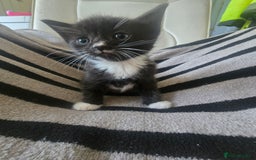 British Shorthair cats for sale: Beautiful kittens  - Advert 6