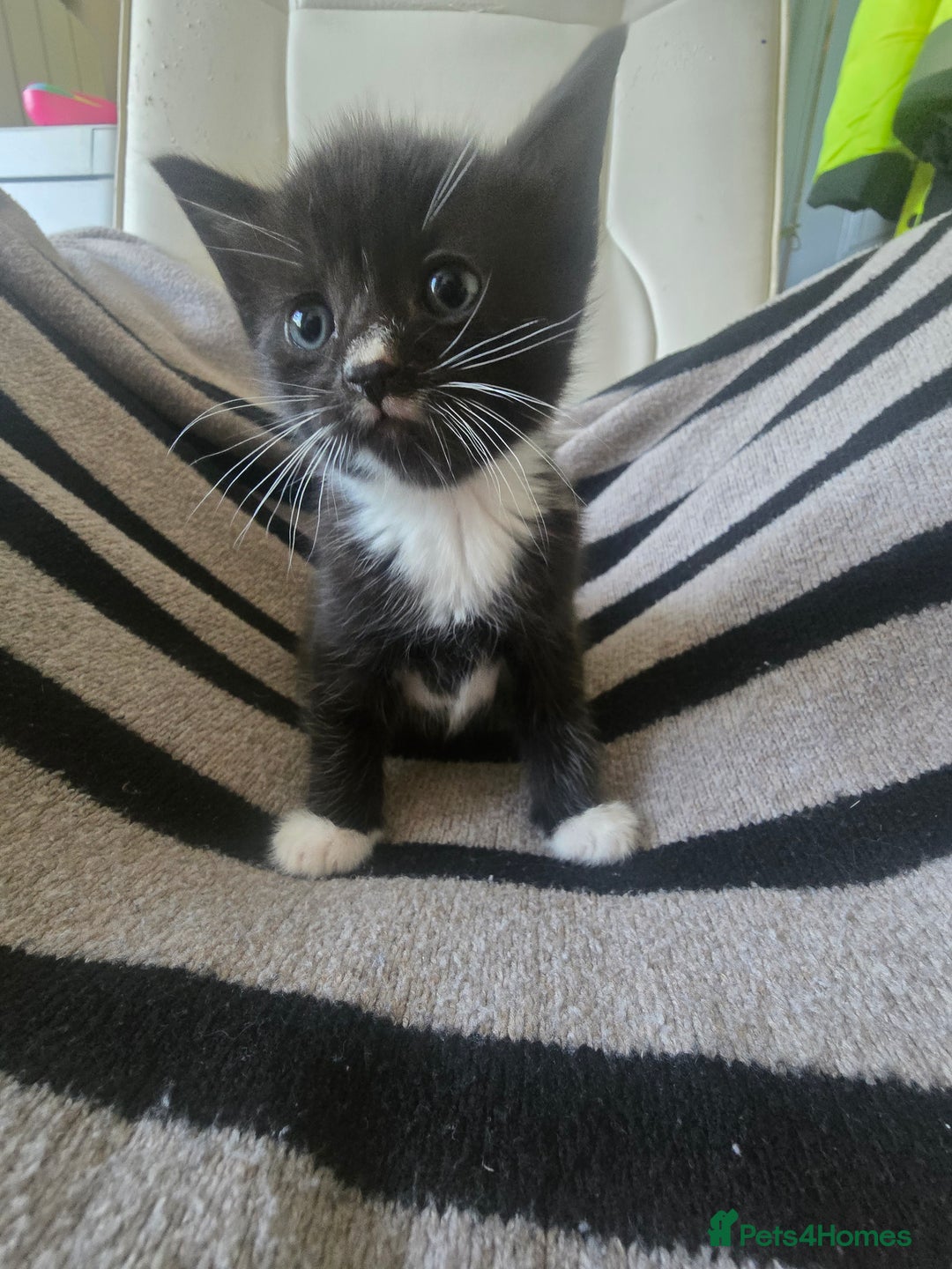 British Shorthair cats for sale: Beautiful kittens  - Advert 6