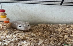 Gerbil rodents for sale: 2 Male Gerbils, Grey & Albino - Image 3