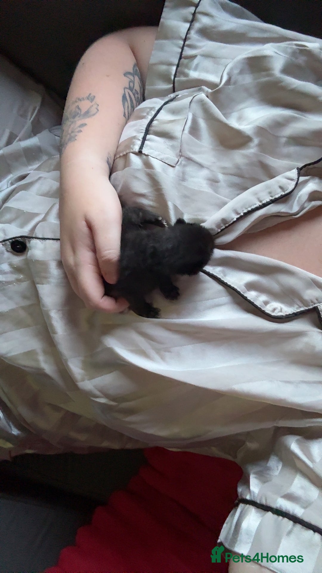 American Shorthair cats for sale: Mum& 3 week old kitten - Image 3