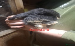 Mixed Breed rabbits for sale: 10 mixed breed rabbits  - Advert 14