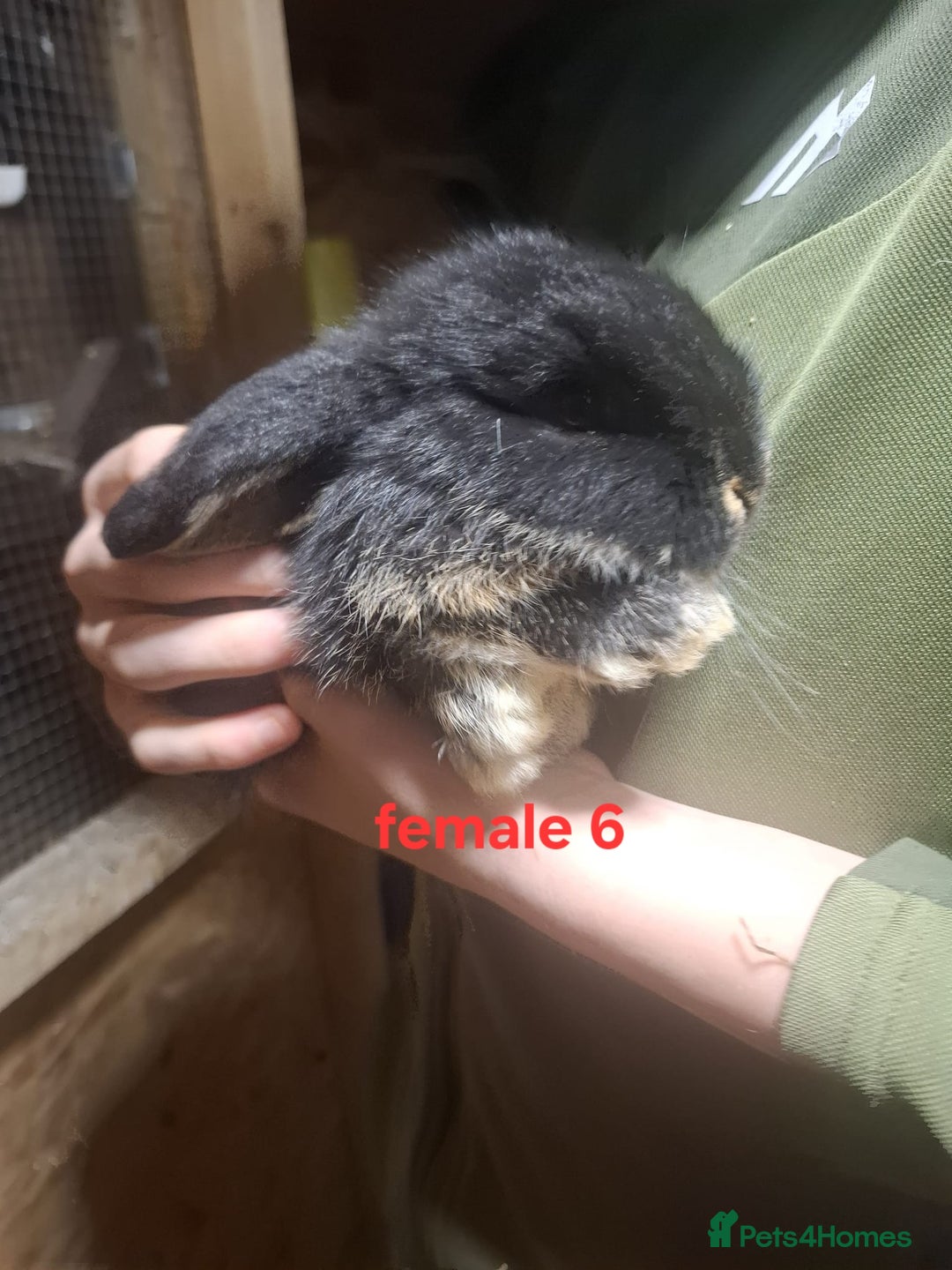 Mixed Breed rabbits for sale: 10 mixed breed rabbits  - Advert 14