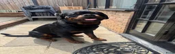 Rottweiler dogs for stud: Nero- Quality Stud for Healthy Pups in Newmarket - Advert 4
