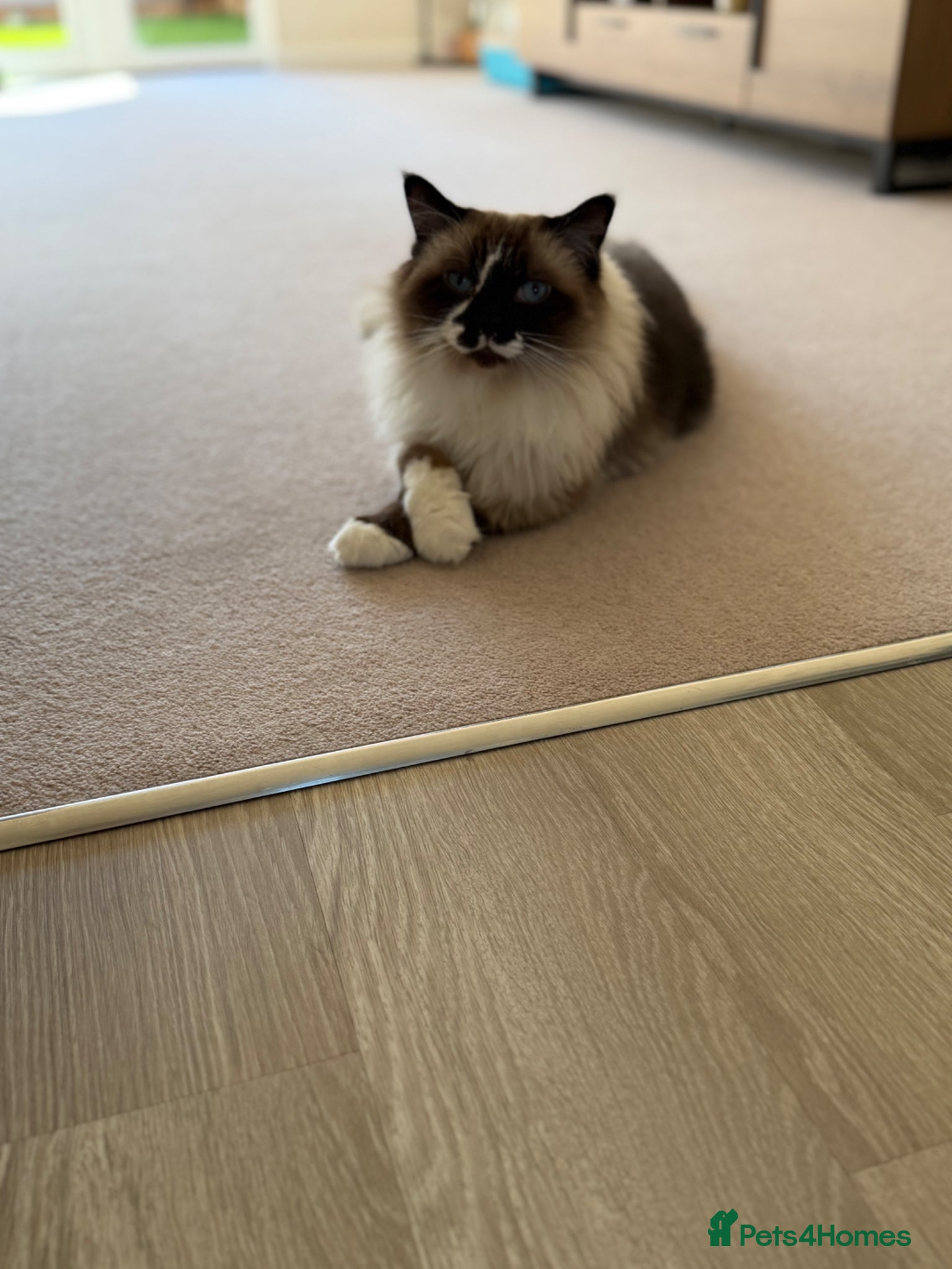 Ragdoll cats Free Ragdoll Cat - Advert 1