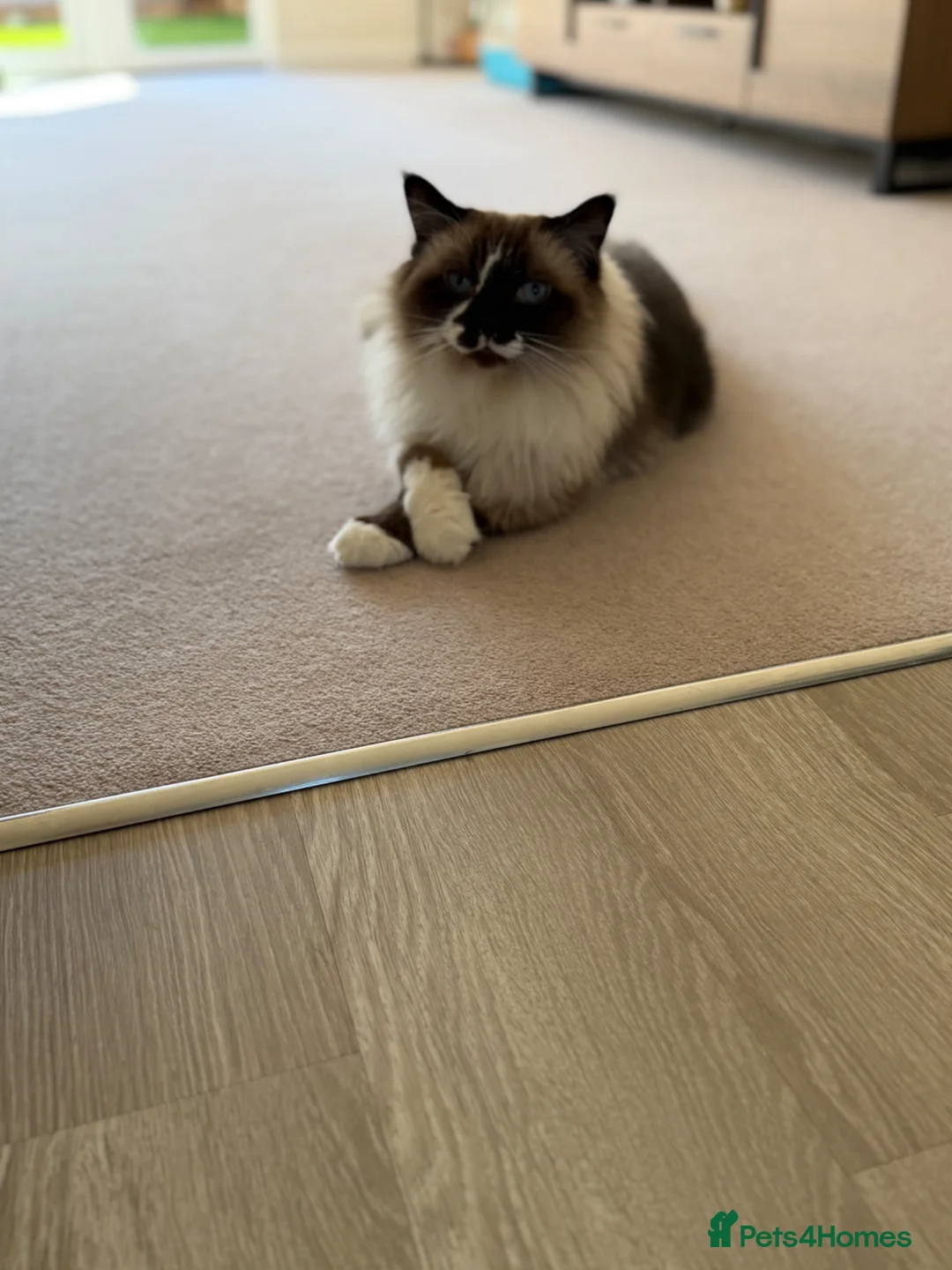 Ragdoll cats for sale: Free Ragdoll Cat - Advert 1