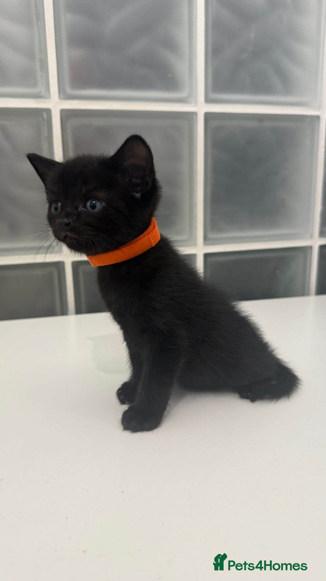 British Shorthair cats for sale: Black male kittens  - Image 6