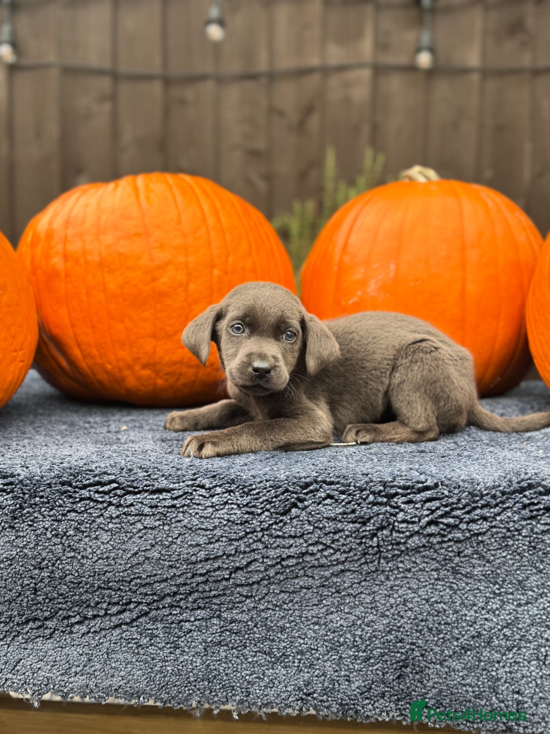 Labrador Retriever dogs for sale: stunning Lab Puppies Rare Colours & Family Raised - Image 6