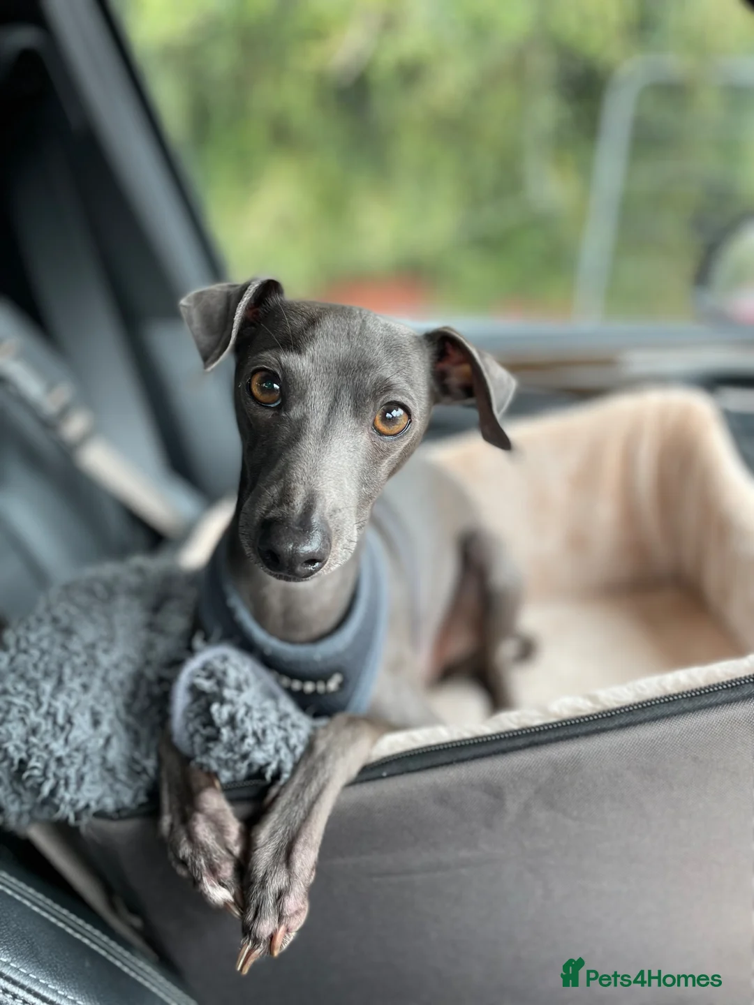 Italian Greyhound dogs for stud: Proven KC Italian Greyhound Stud ‘Pino’  - Advert 2