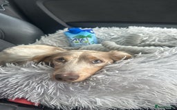 Miniature Dachshund dogs for stud: CREAM DAPPLE TOY LONG HAIRED DACHSHUND   - Image 2