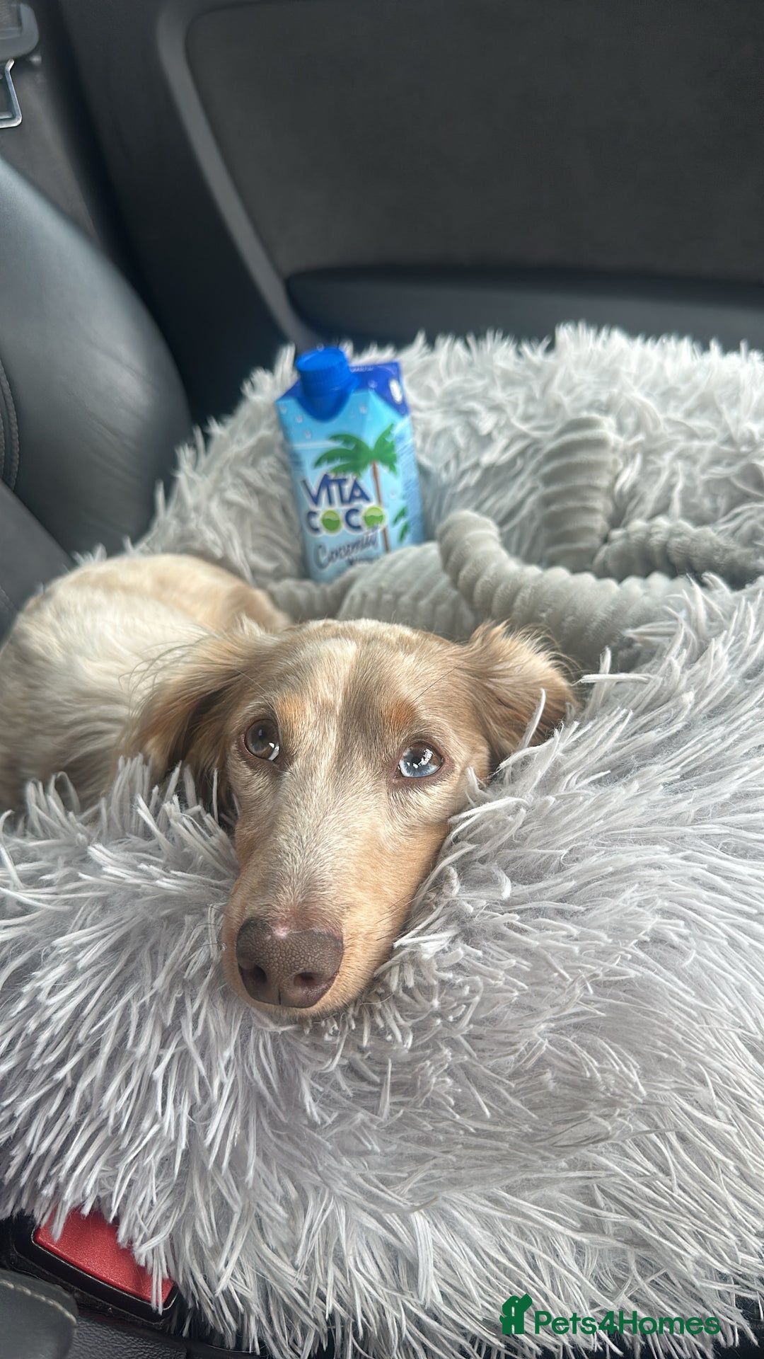 Miniature Dachshund dogs for stud: CREAM DAPPLE TOY LONG HAIRED DACHSHUND   - Image 2