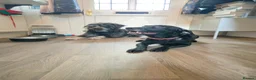 Mixed Breed dogs for sale: Shepradore Puppies - Advert 8