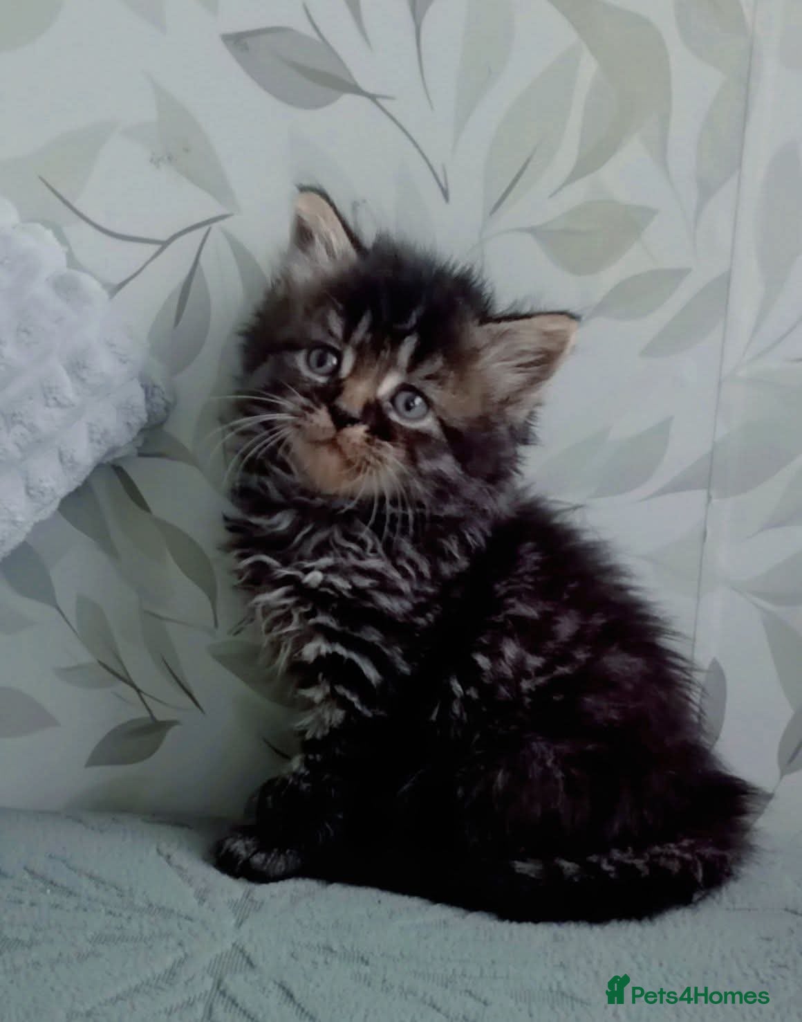 Mixed Breed cats Fluffy kittens  - Advert 3
