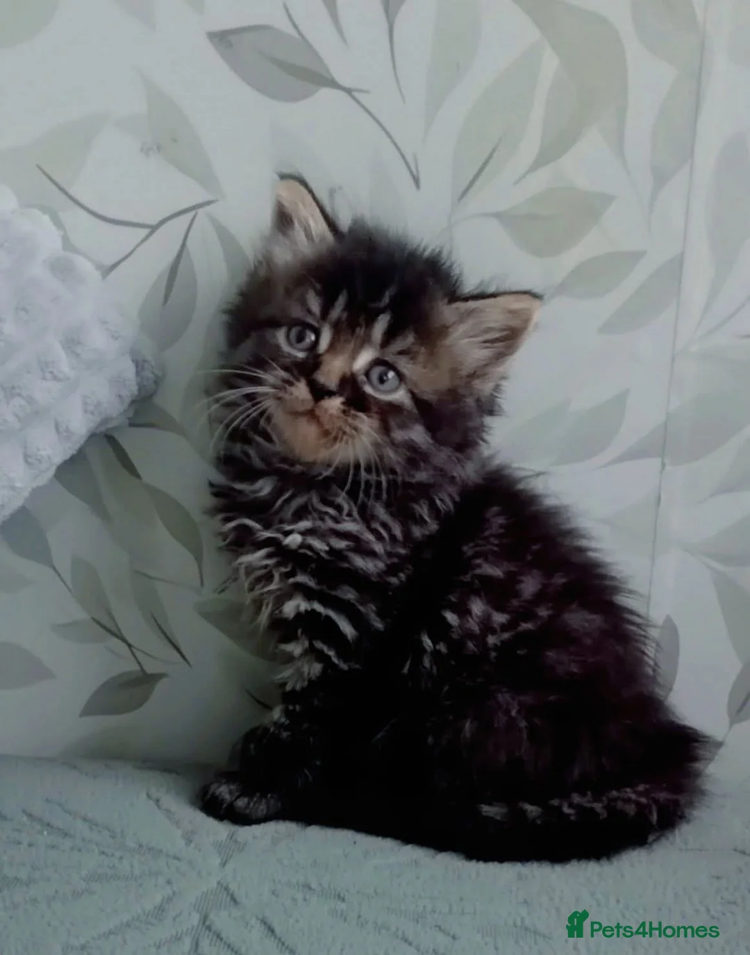 Mixed Breed cats for sale: Fluffy kittens  - Advert 1