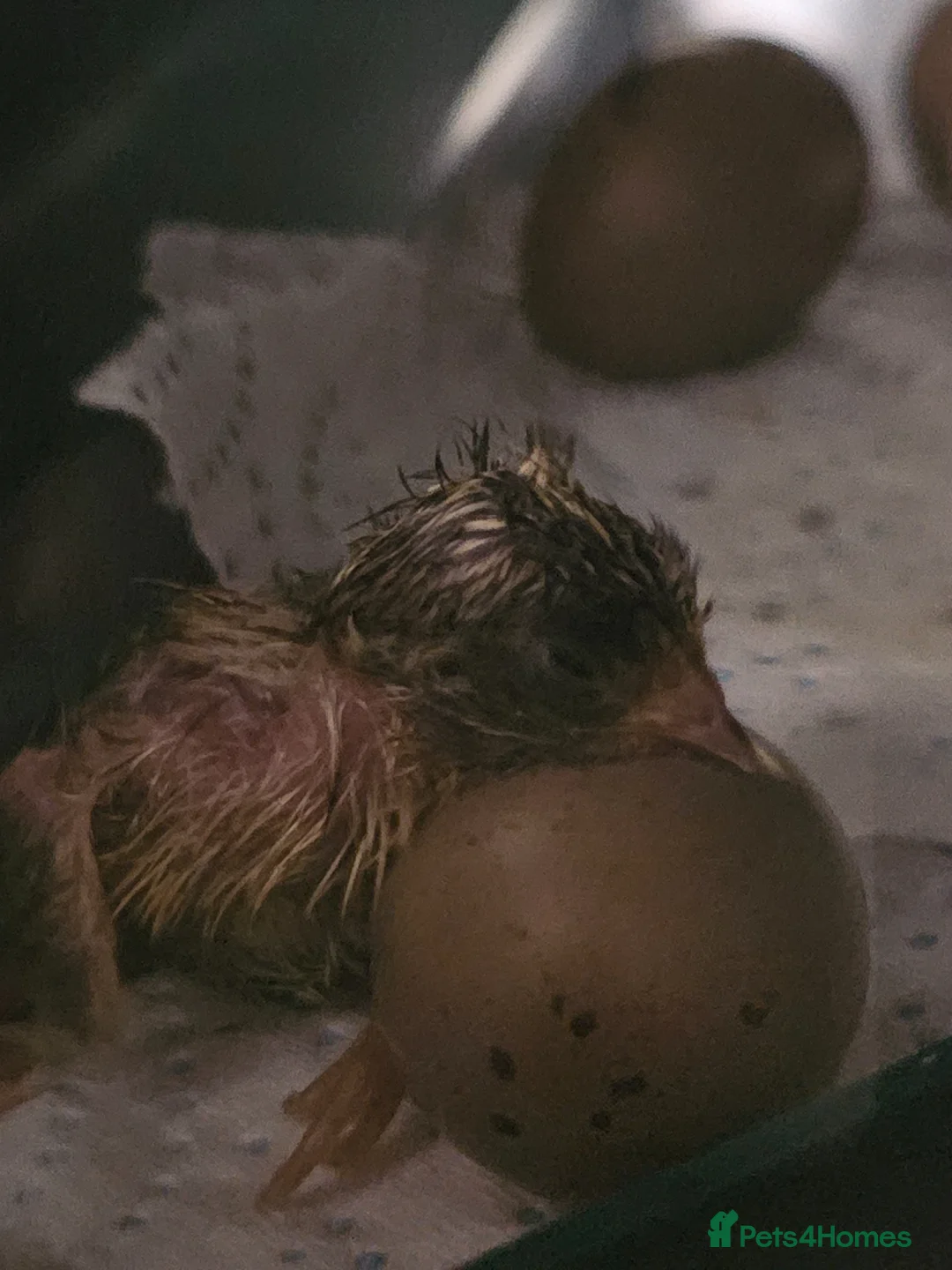Mixed Breed birds for sale: Hatching button quail eggs for sale  in Andover - Advert 3