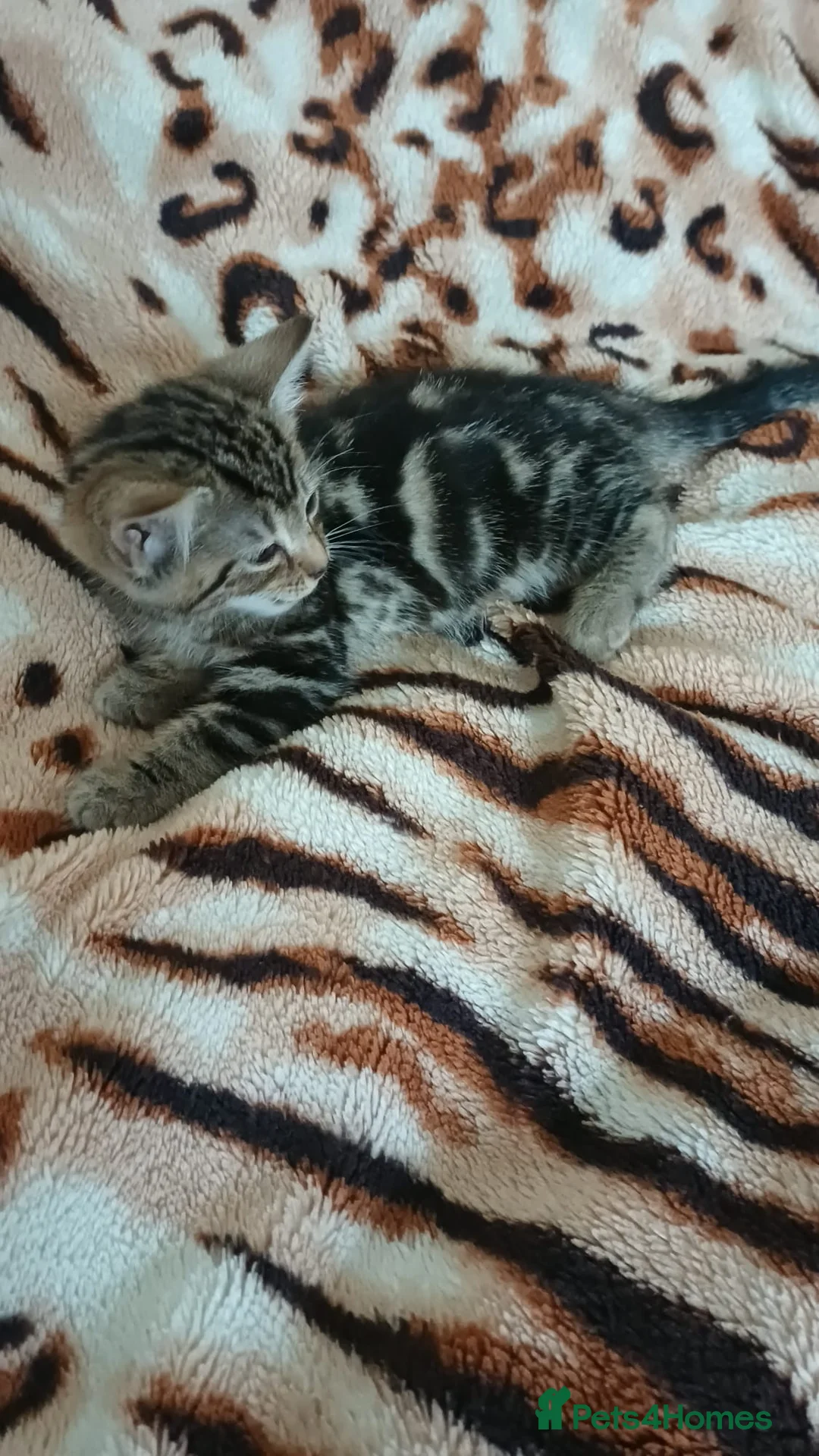 Mixed Breed cats for sale: Kittens - Advert 6