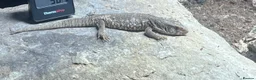 Monitor reptiles for sale: Savanna/bosc monitor  - Advert 2