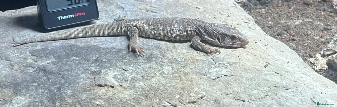 Monitor reptiles for sale: Savanna/bosc monitor  - Advert 2