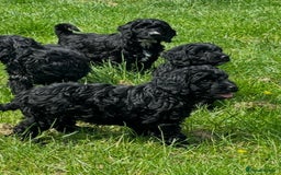Cockapoo dogs for sale: 2 male Cockapoo puppies remaining - ready to leave in Beccles - Image 2