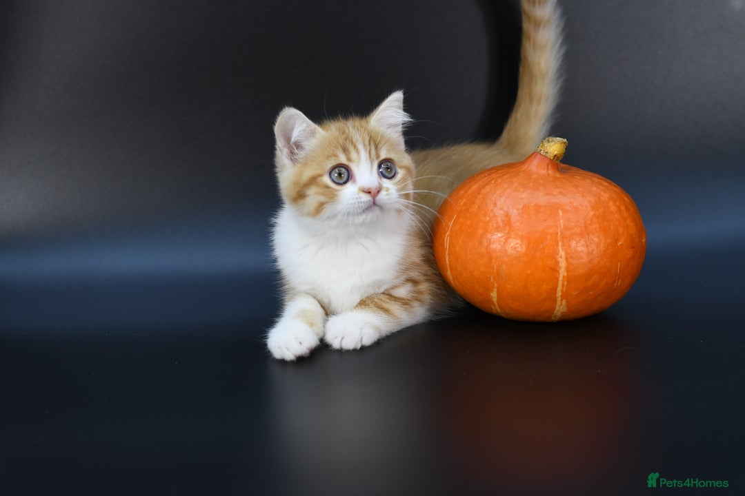 Scottish Fold cats for sale: LICENSED CATTERY, PURE BREED TOP QUALITY KITTENS - Image 20