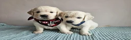 Golden Retriever dogs for sale: Outstanding Kc registered Golden Retriever puppies - Advert 6
