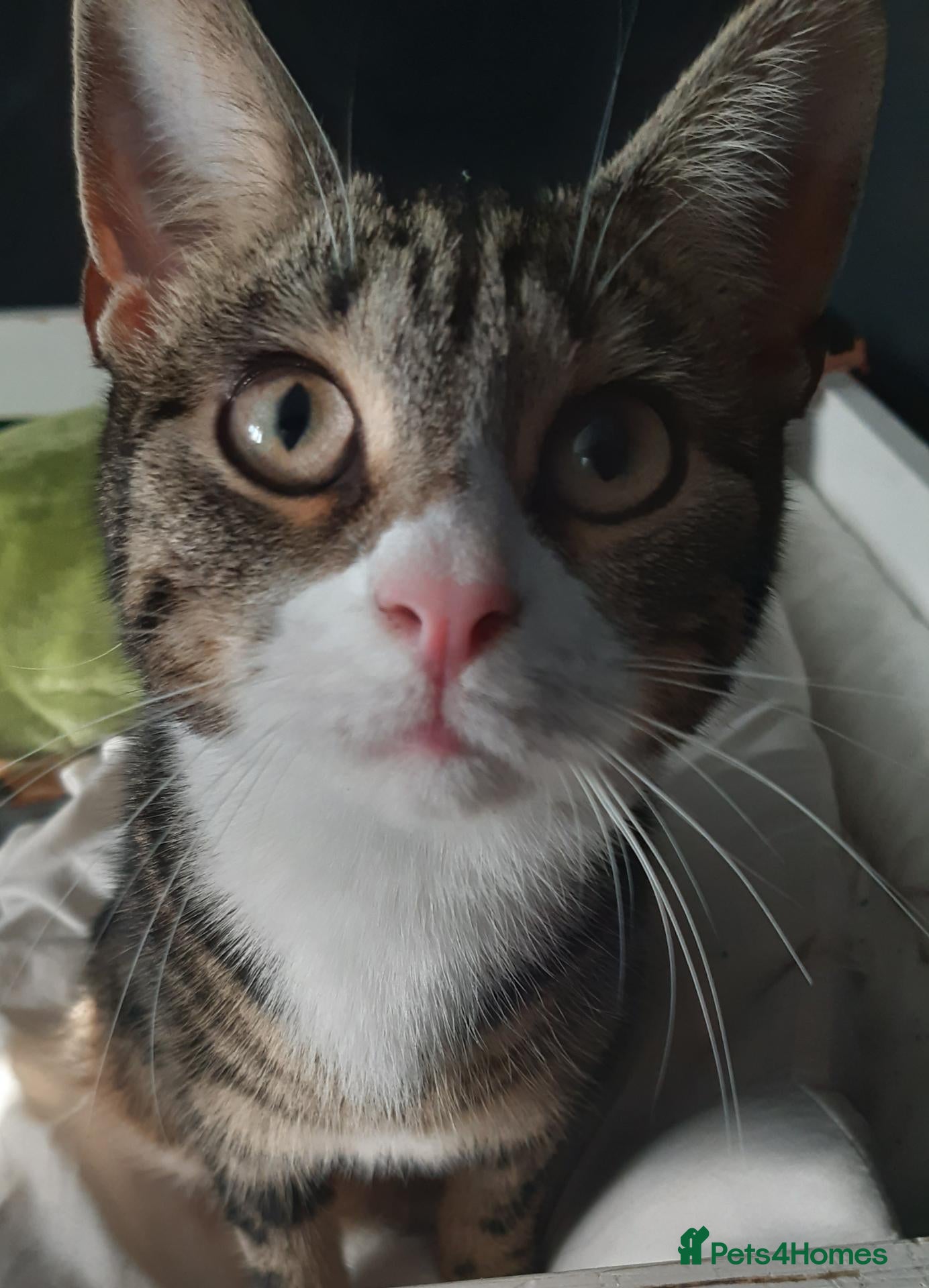 Mixed Breed cats Tabby girl - Advert 11