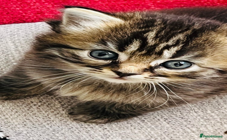 Persian cats - Advert 6