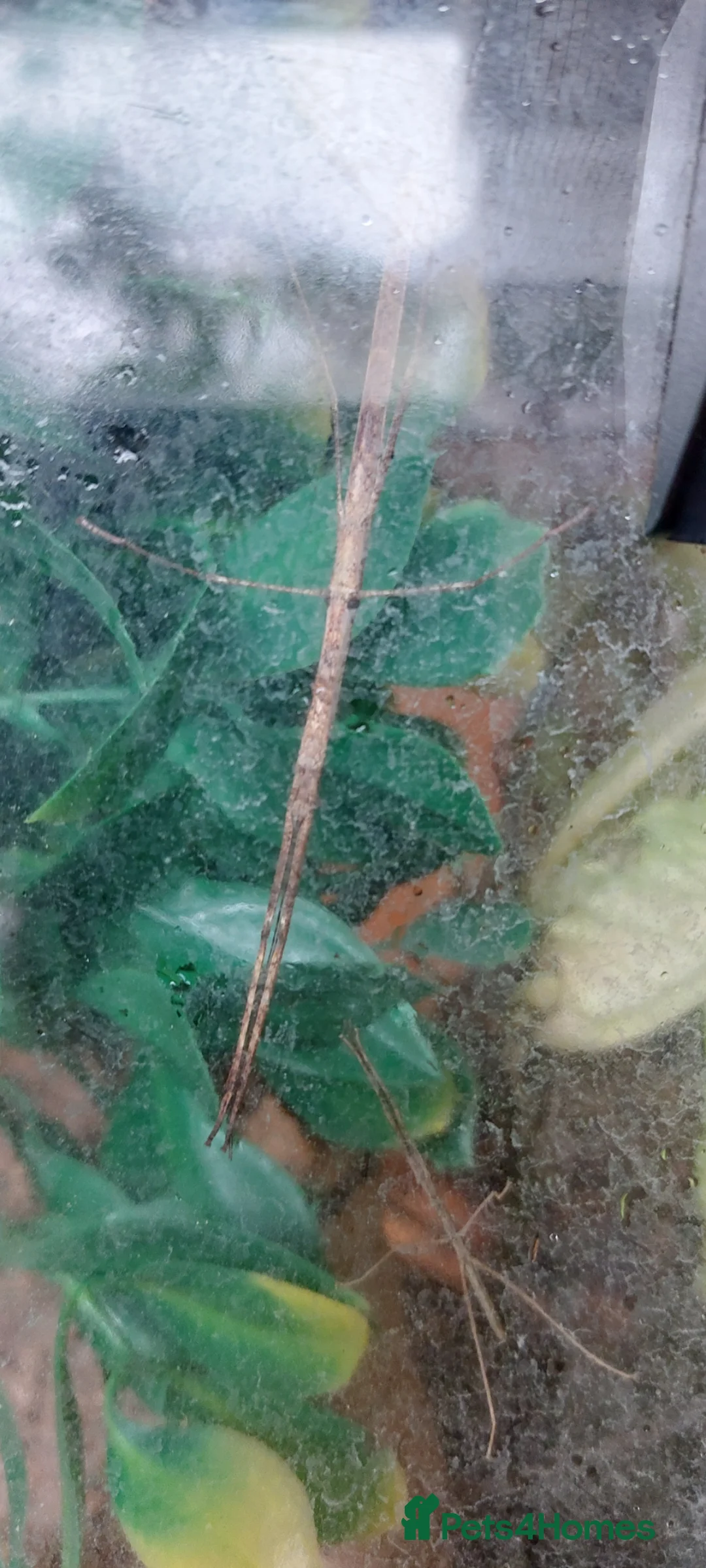 Stick Insects invertebrates for sale:  Indian budwing Stick insect nymphs. in Worcester - Advert 2