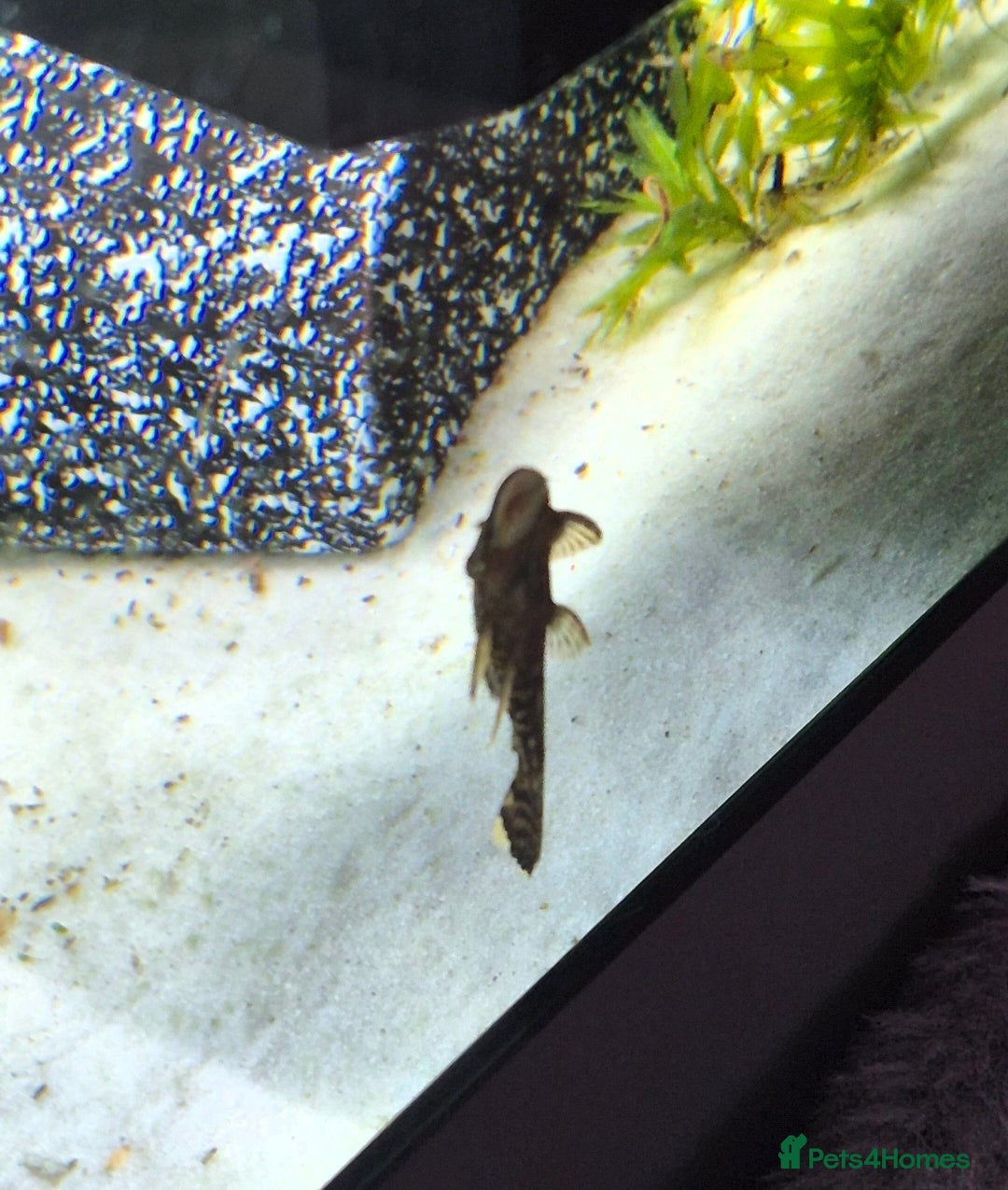 Plecos fish Bristlenose pleco juvenile  - Advert 13