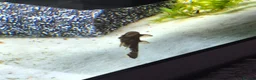 Plecos fish for sale: Bristlenose pleco juvenile  - Advert 1
