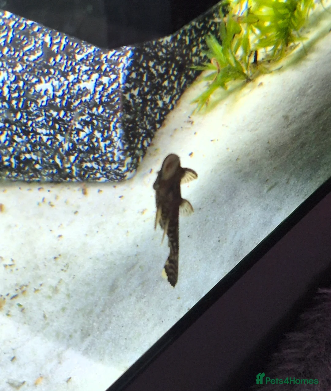 Plecos fish for sale: Bristlenose pleco juvenile  - Advert 1