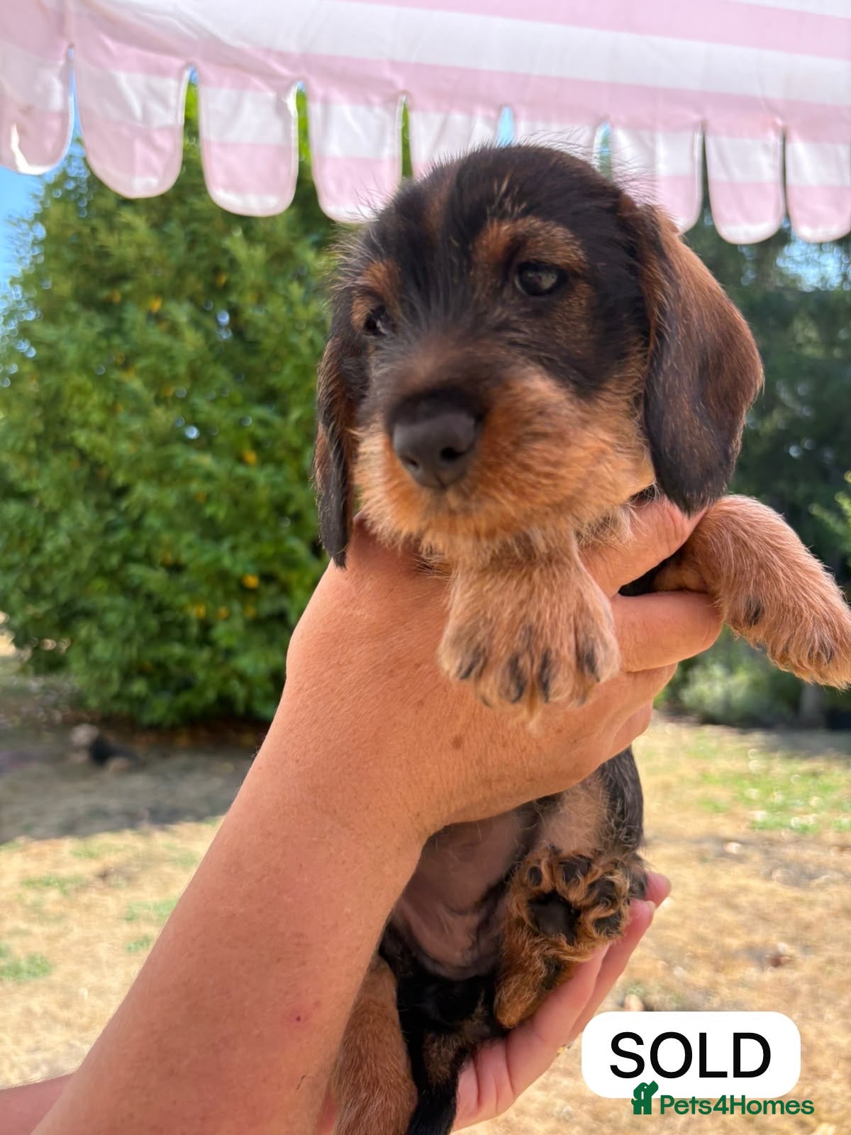 Dachshund dogs Standard Wirehaired Dachshund Puppies For Sale - Advert 2